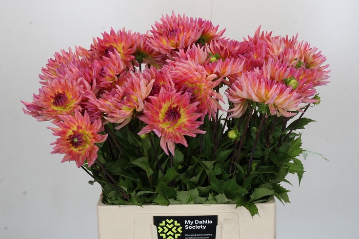 Dahlia Karma Sangria