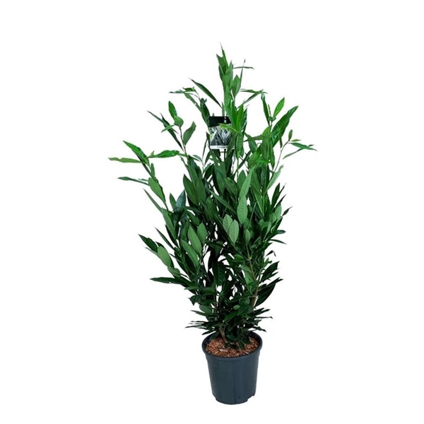 <h4>Prunus laur. 'Renault Ace' ®</h4>