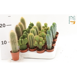 CACTUS GEM