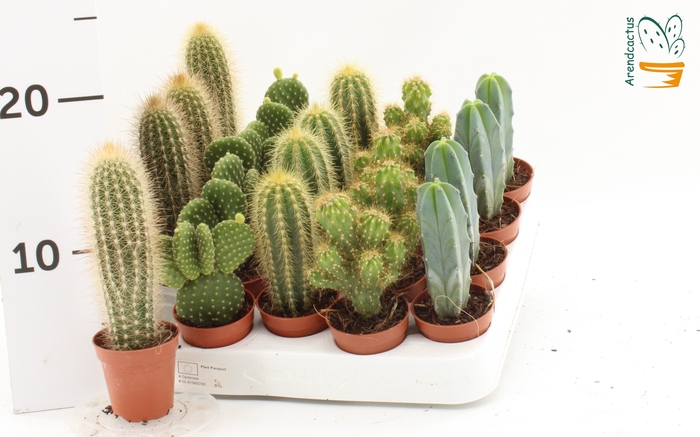 <h4>CACTUS GEM</h4>
