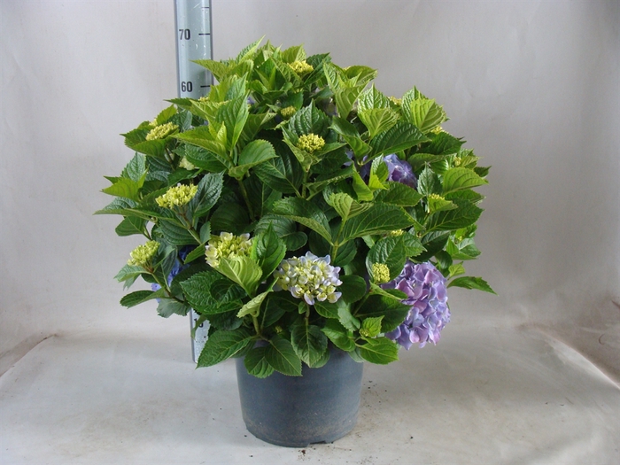 <h4>Hydrangea mac.   ...</h4>