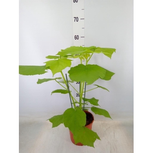 Sparrmannia africana