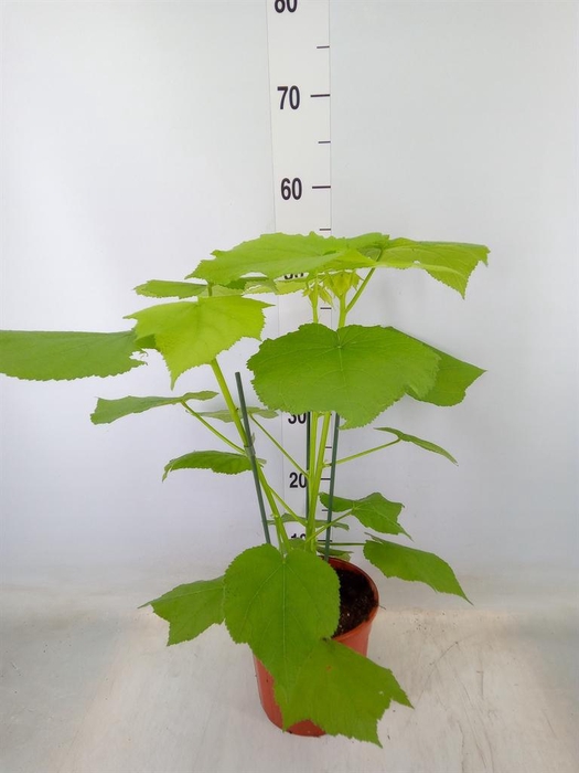 <h4>Sparrmannia africana</h4>