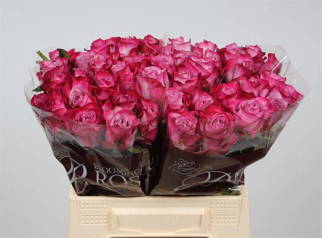 <h4>R GR DEEP PURPLE</h4>