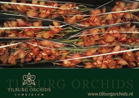 <h4>Cymb T Oranj Holland</h4>