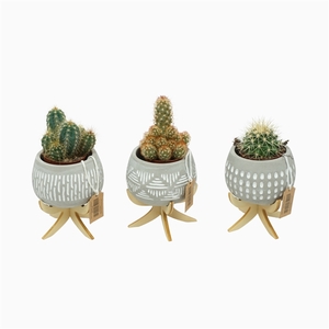 Cactus mix 5,5 cm in bolpot Luna op 4 pootjes