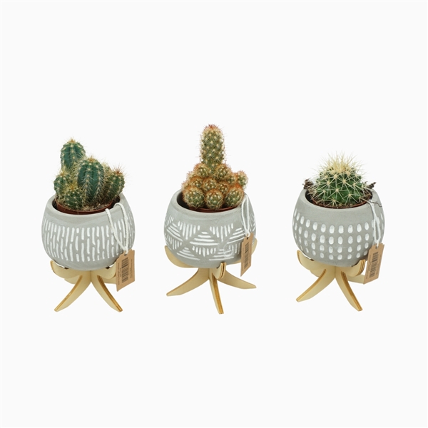 <h4>Cactus mix 5,5 cm in bolpot Luna op 4 pootjes</h4>