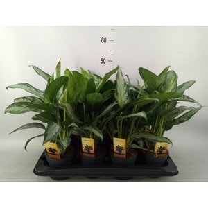 Aglaonema  'Maria'
