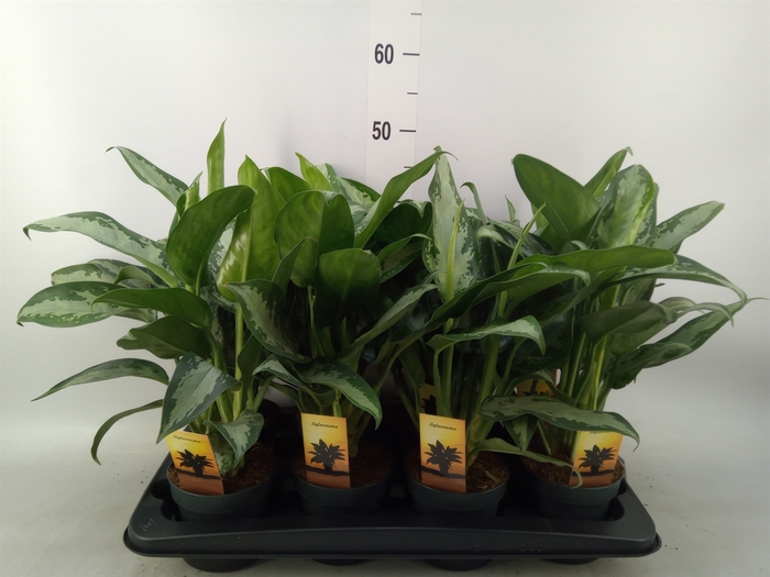 <h4>Aglaonema  'Maria'</h4>