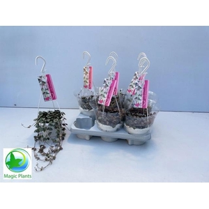 CEROPEGIA WOODII SUP