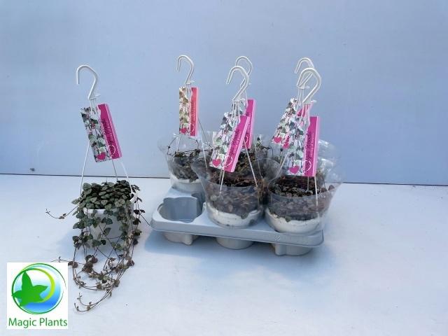 <h4>CEROPEGIA WOODII SUP</h4>