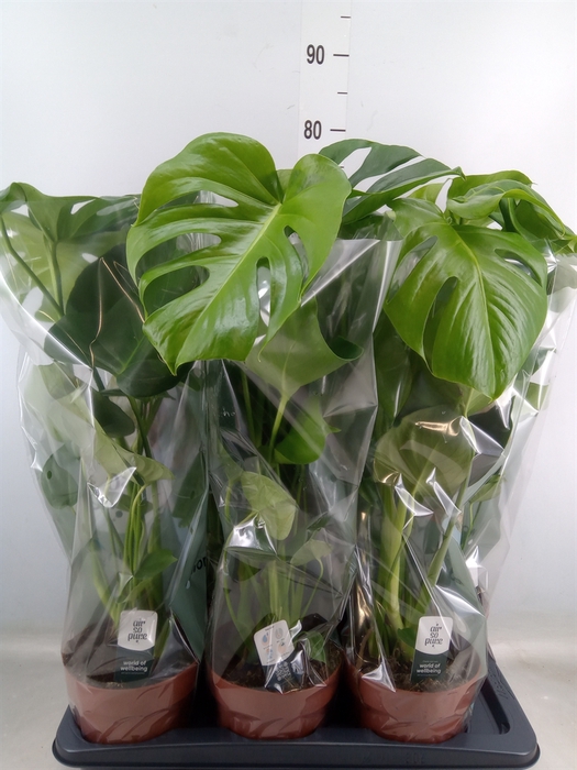 <h4>Monstera delic.</h4>