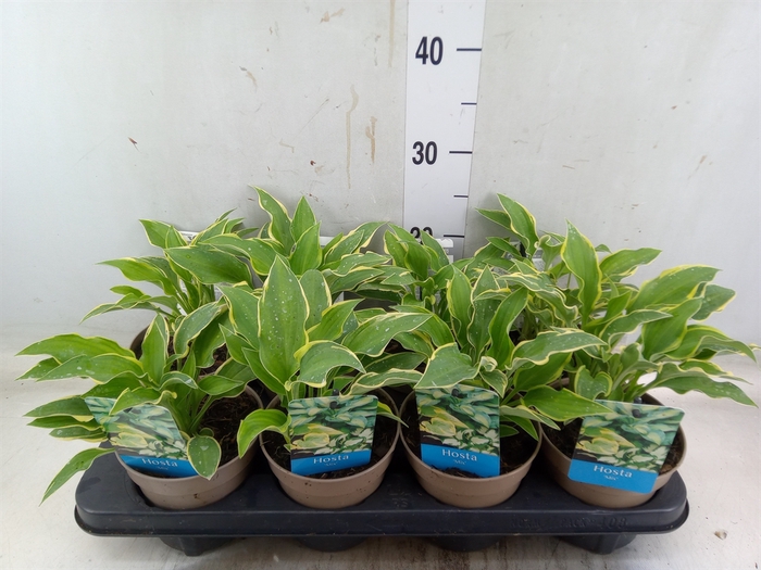 <h4>Hosta   ...</h4>