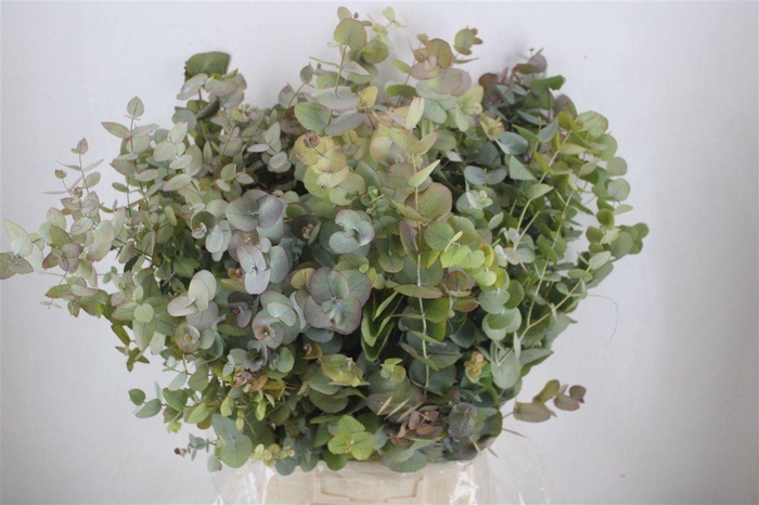<h4>Euca Stuartiana Autumn P Bunch</h4>