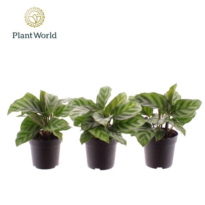 <h4>Calathea Freddie 7 cm</h4>