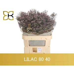 LIMONIUM SAFORA LILAC LIM SAF LILAC