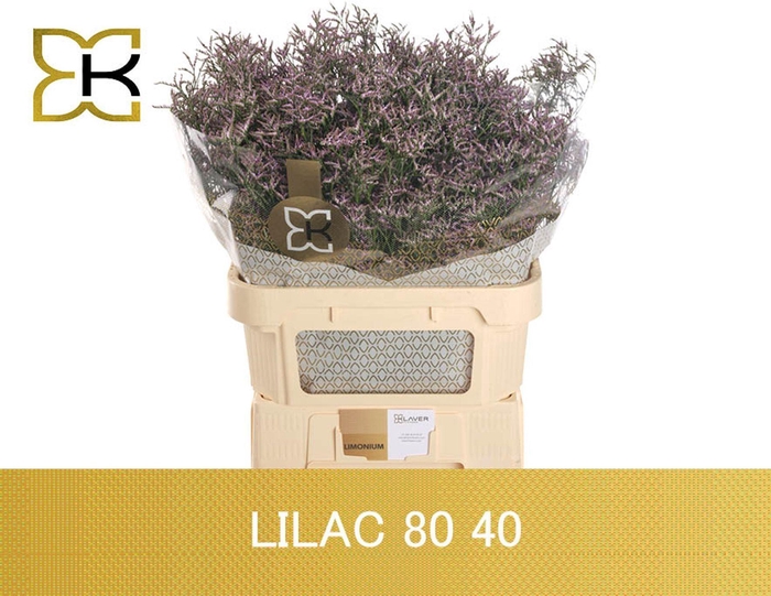 <h4>LIMONIUM SAFORA LILAC LIM SAF LILAC</h4>