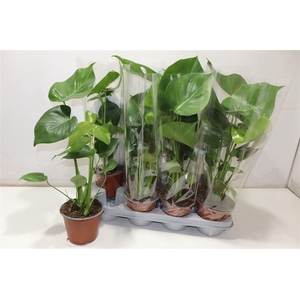 arr8 Monstera Deliciosa