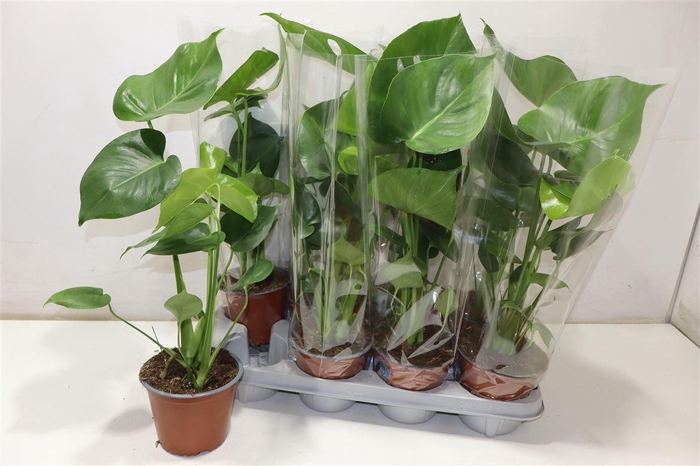 <h4>Monstera Deliciosa</h4>