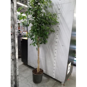 Ficus benja. 'Exotica'