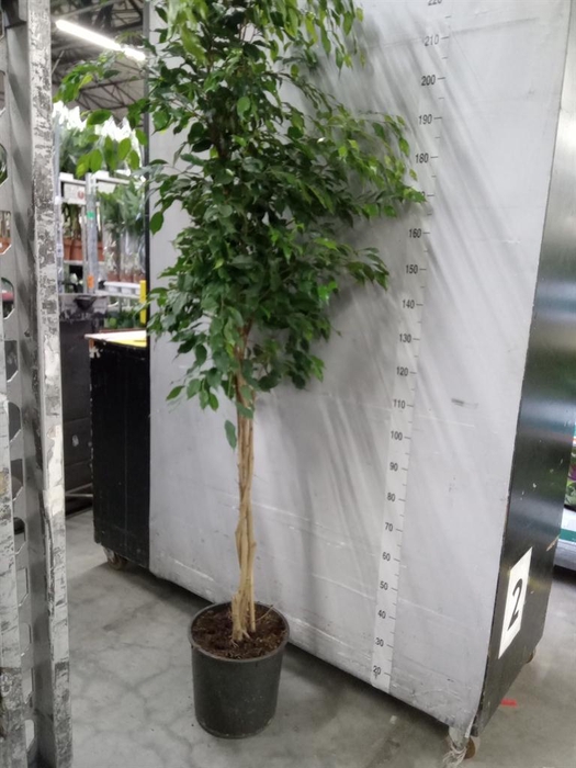 <h4>Ficus benja. 'Exotica'</h4>