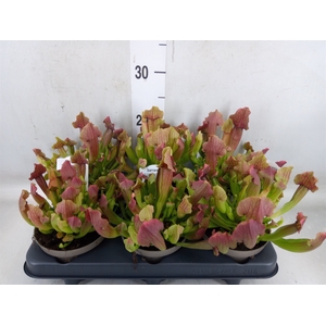 Sarracenia   ...