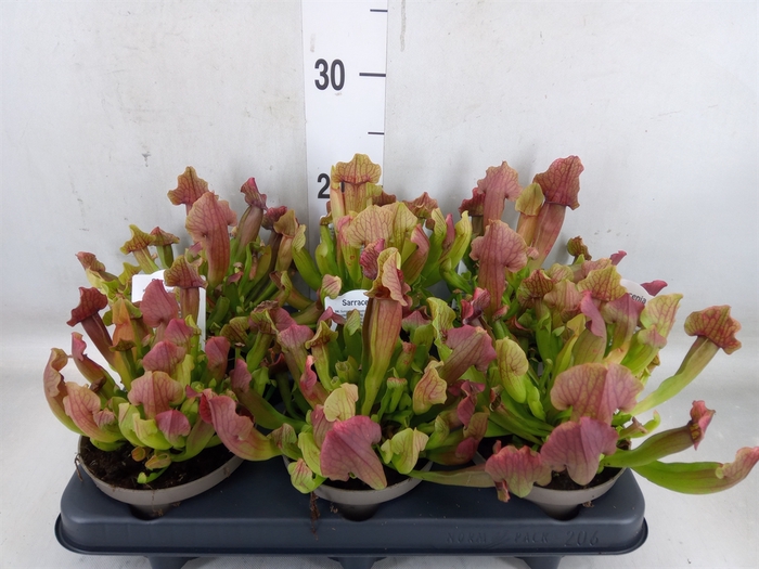 <h4>Sarracenia   ...</h4>