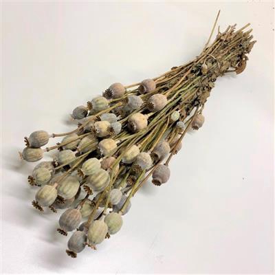 <h4>DROOG PAPAVER X 20 B</h4>