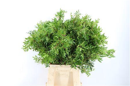 <h4>PISTACHE HNDG 50CM P BUNCH</h4>