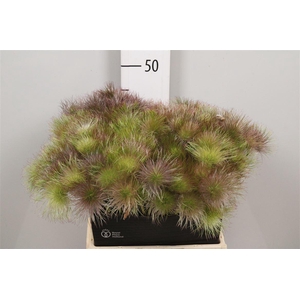 Pulsatilla Vulg Zaadpluizen