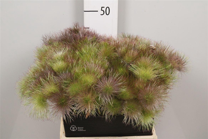 <h4>Pulsatilla Vulg Zaadpluizen</h4>