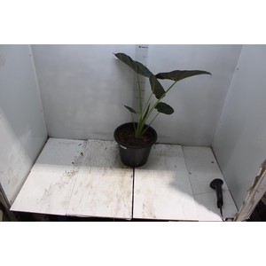 ALOCASIA REGAL SHIELDS P24