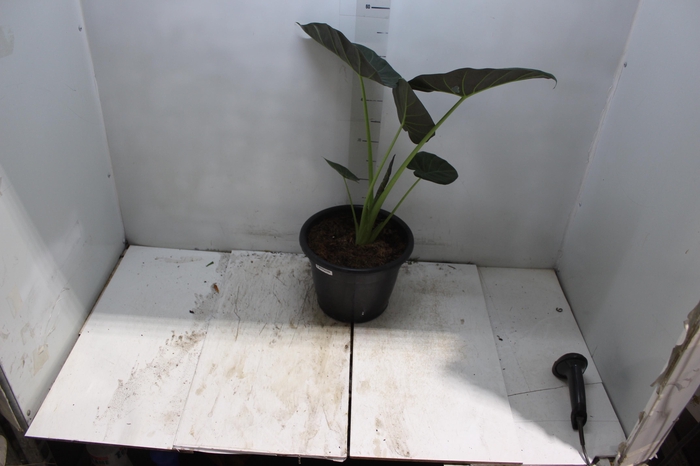 <h4>ALOCASIA REGAL SHIELDS P24</h4>