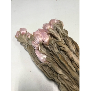 DRIED FLOWERS - KAAPS GROOT LICHTROZE