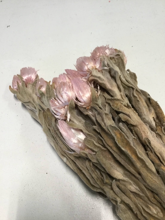 DRIED FLOWERS - KAAPS GROOT LICHTROZE