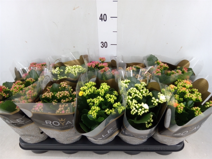 <h4>Kalanchoe blos. 'RoyalDon'   ..mix</h4>