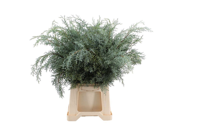 <h4>Cypresse Arizonica Per Bos Fijn Vertakt</h4>