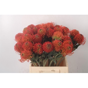 Leuco Co Sunrise Orange