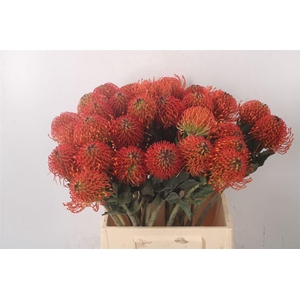 Leuco Co Sunrise Orange