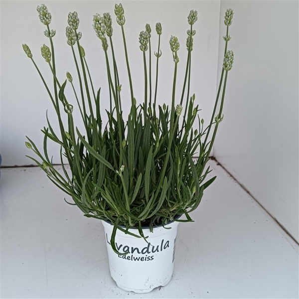 Lavendel Lavandula edelweiss wit