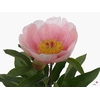 Paeonia Soft Salmon Saucer