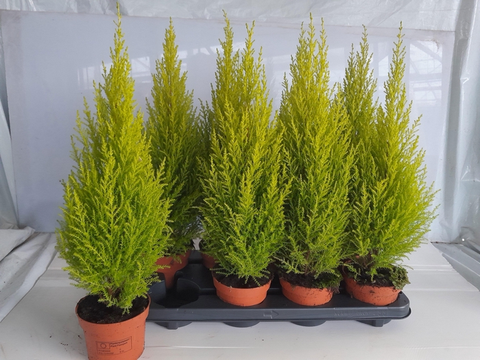 <h4>CUPR MA GOLDC WILMA</h4>