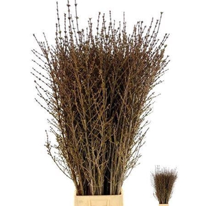 Forsythia I Spectabilis