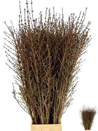 <h4>Forsythia I Spectabilis</h4>