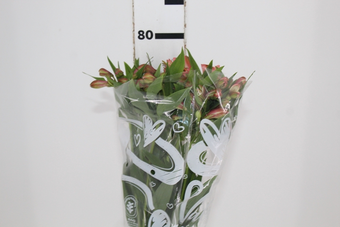 <h4>ALSTROEMERIA MILOS 080 CM</h4>