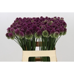Allium Sphaerocephalon