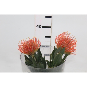 PROTEA RED PINCUSHION