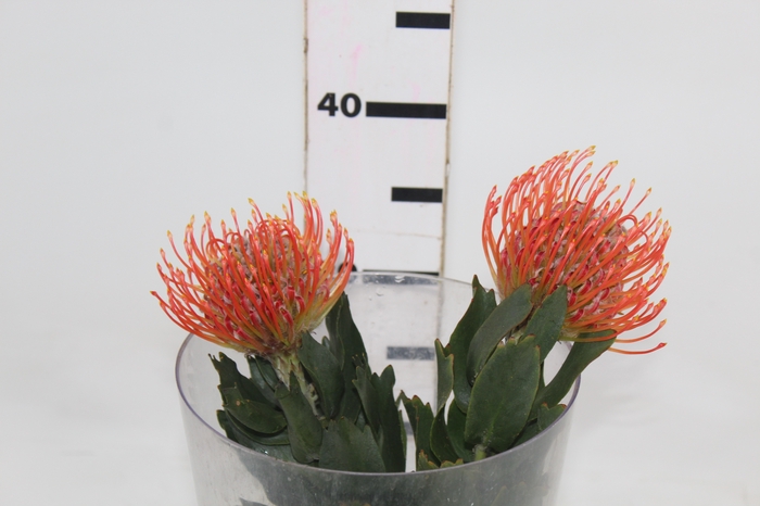 PROTEA RED PINCUSHION