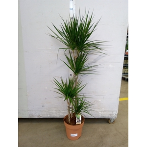 Dracaena marg.