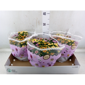 Chrysanthemum  'Jellyfish'  ..mix p